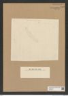 Diatomeae indet. Zeichnungen Sammlung Grunow Nr. 7595 (NHMW-BOT-W0376758)